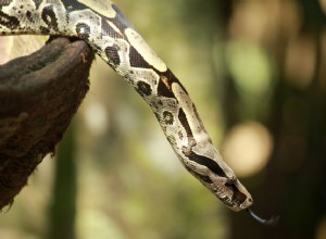 Boa Constrictor:Soortenprofiel