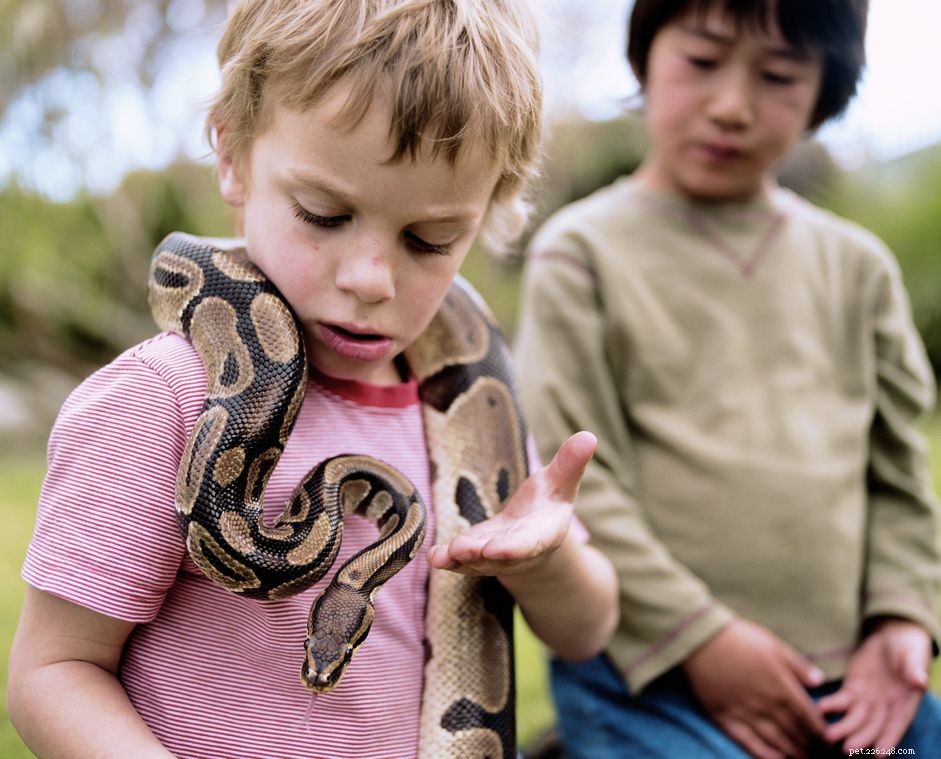 Les pythons royaux font-ils de bons animaux de compagnie ?