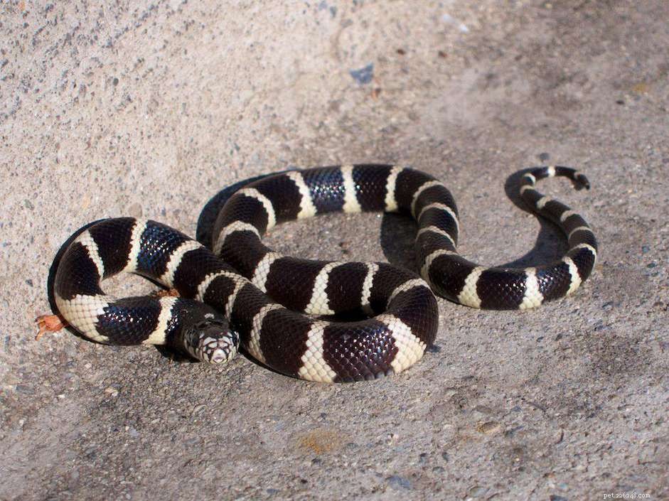 Serpenti reali e serpenti del latte:profilo delle specie