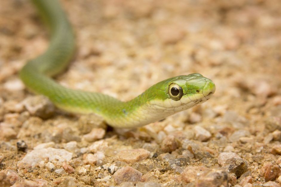 Profilo della specie di serpente verde
