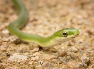 Профиль вида зеленой змеи