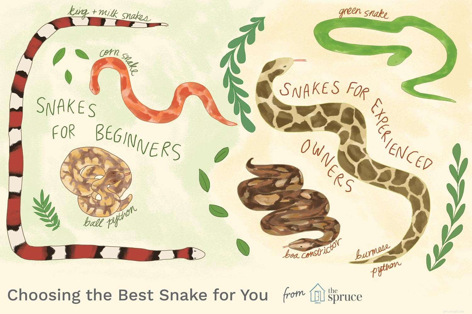 Выбор лучшей домашней змеи