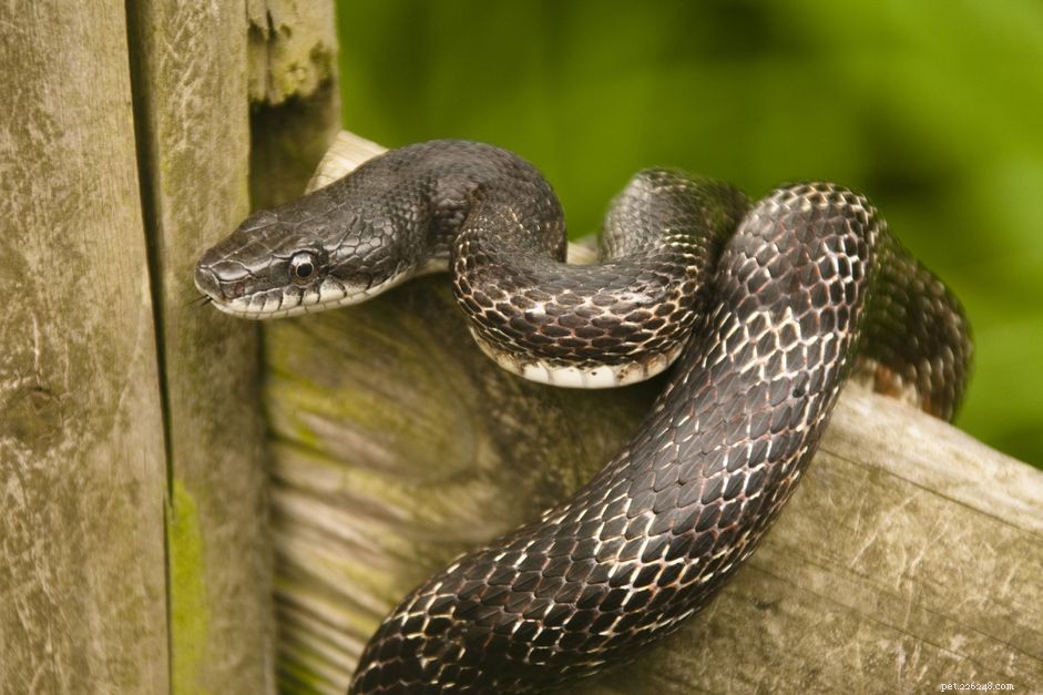 Черная крысиная змея:профиль вида