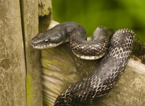 Black Rat Snake:Soortenprofiel