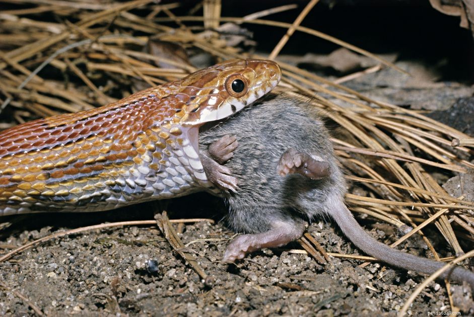 Slangen, bevroren muizen en andere prooien voeren