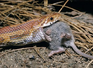 Mata ormar frysta möss och andra byten