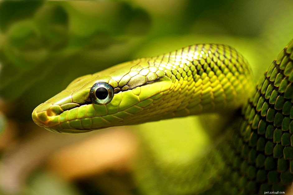 Oogkapjes behouden bij het afstoten van slangen