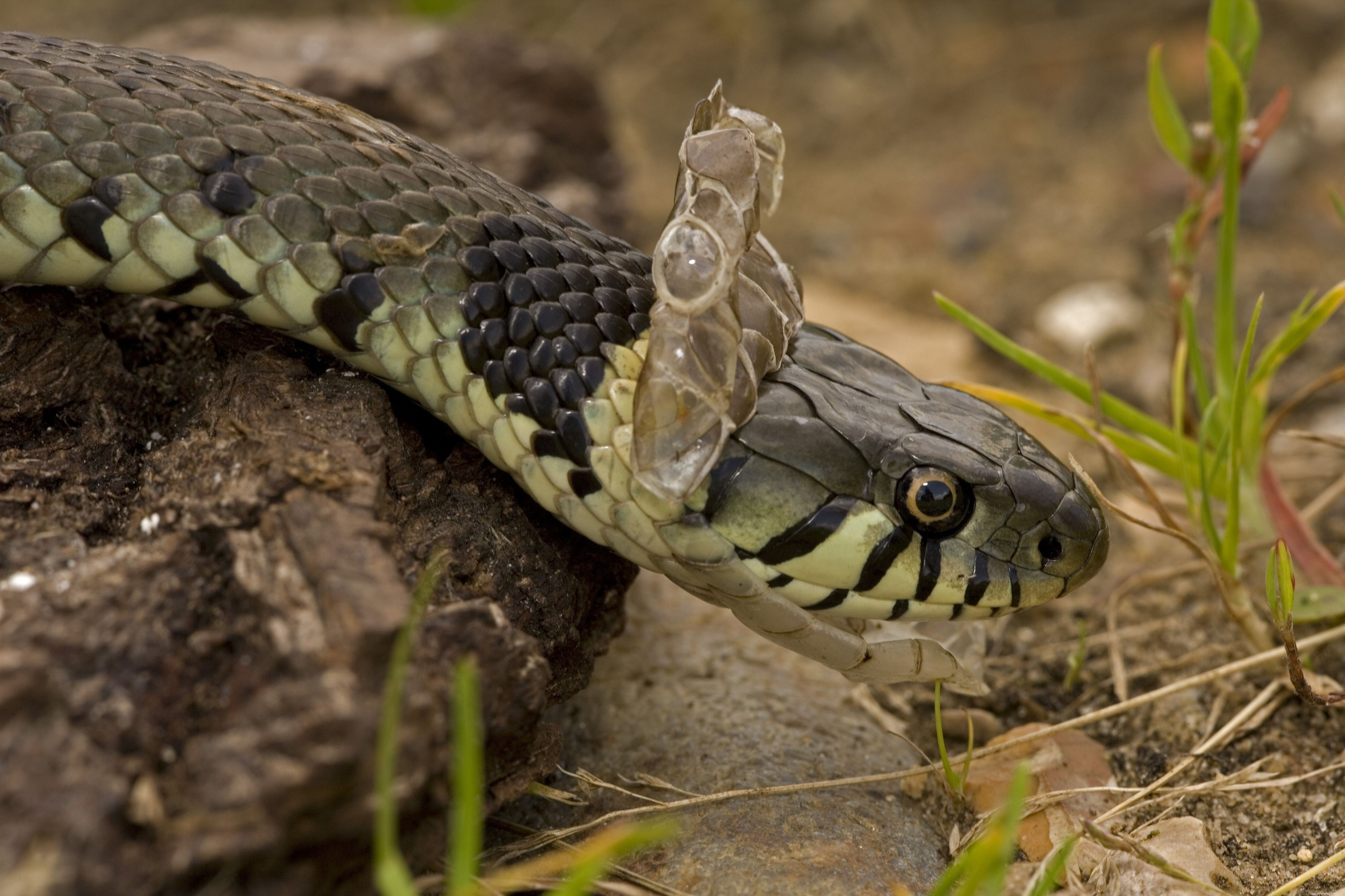 Oogkapjes behouden bij het afstoten van slangen
