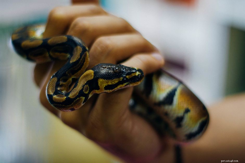 Devez-vous nourrir votre serpent de compagnie avec une proie pré-tuée ou une proie vivante ?