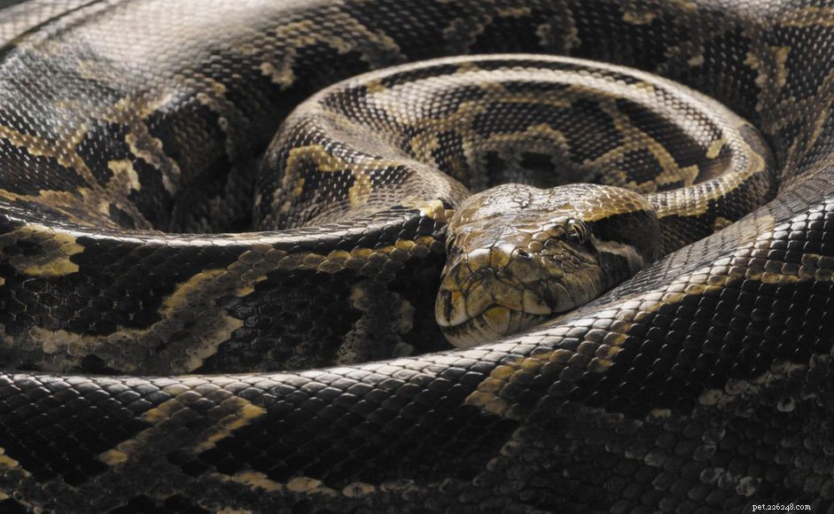 Pythoni barmští:Profil druhu