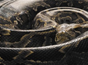 Pythoni barmští:Profil druhu