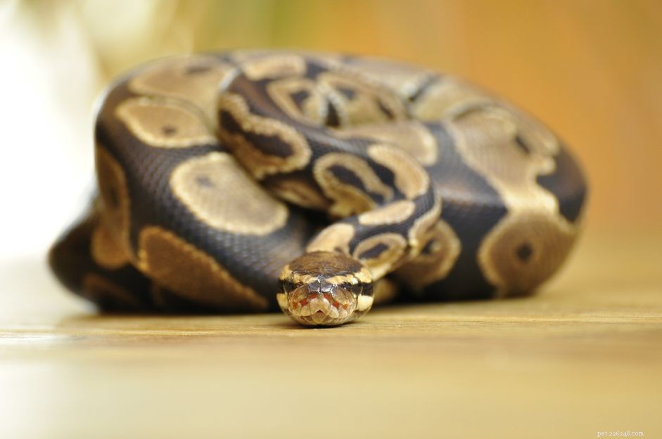 Comment nourrir vos pythons royaux