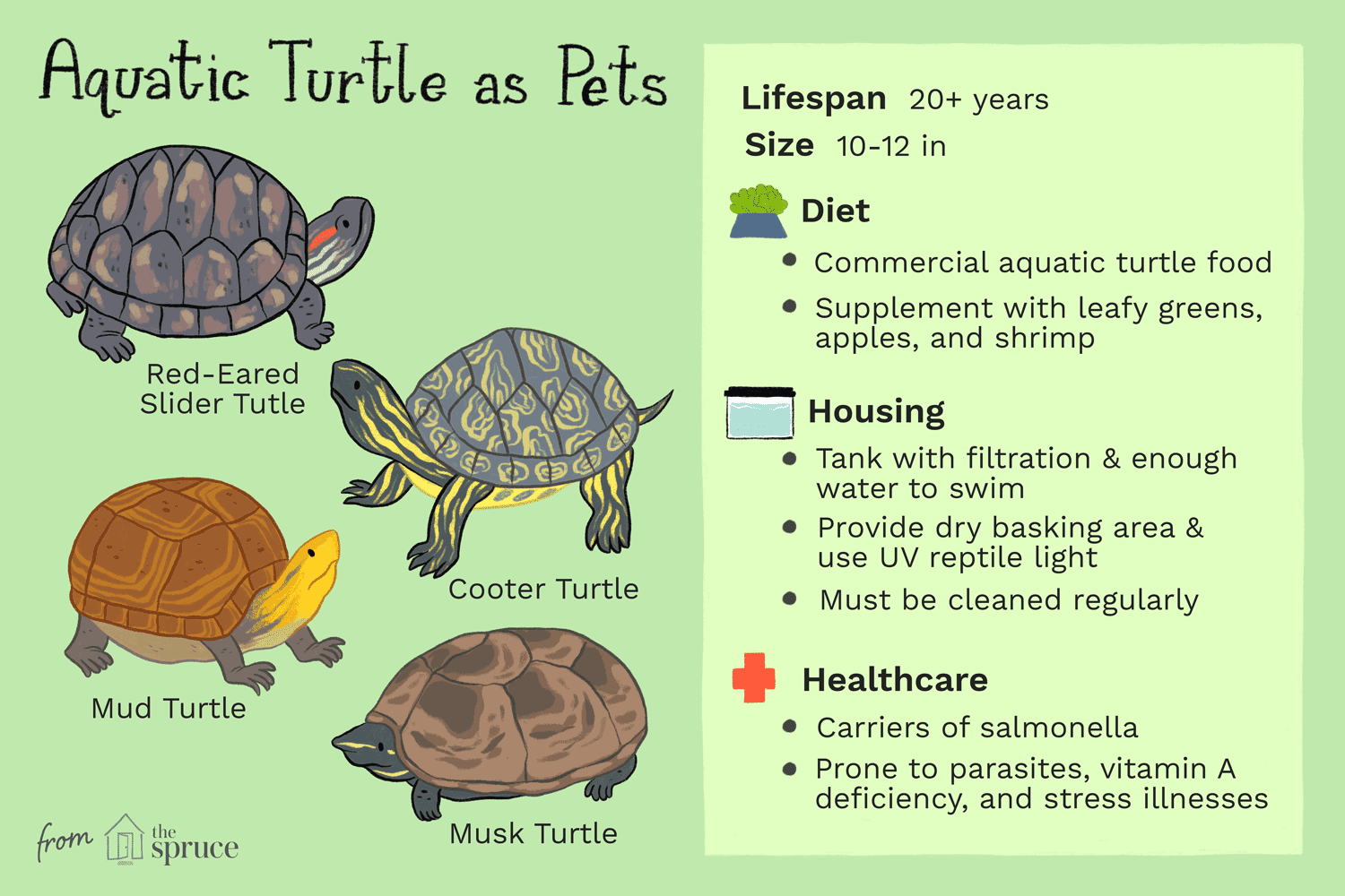 Allt om att hålla husdjursvattensköldpaddor