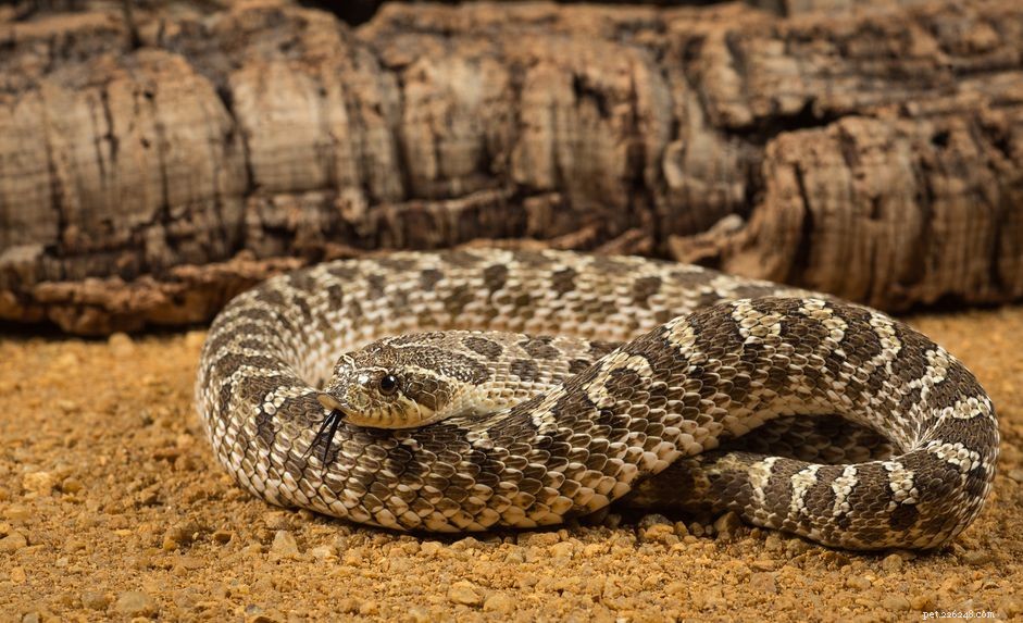 Hognose Snake:perfil da espécie