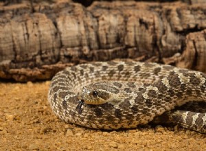 Hognose Snake:Species Profile