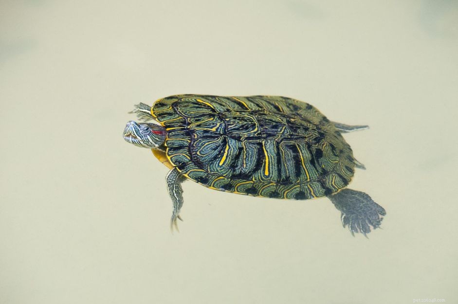 Все о домашних водных черепахах