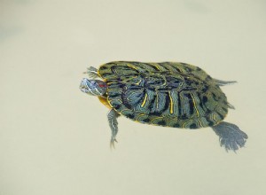 Allt om att hålla husdjursvattensköldpaddor