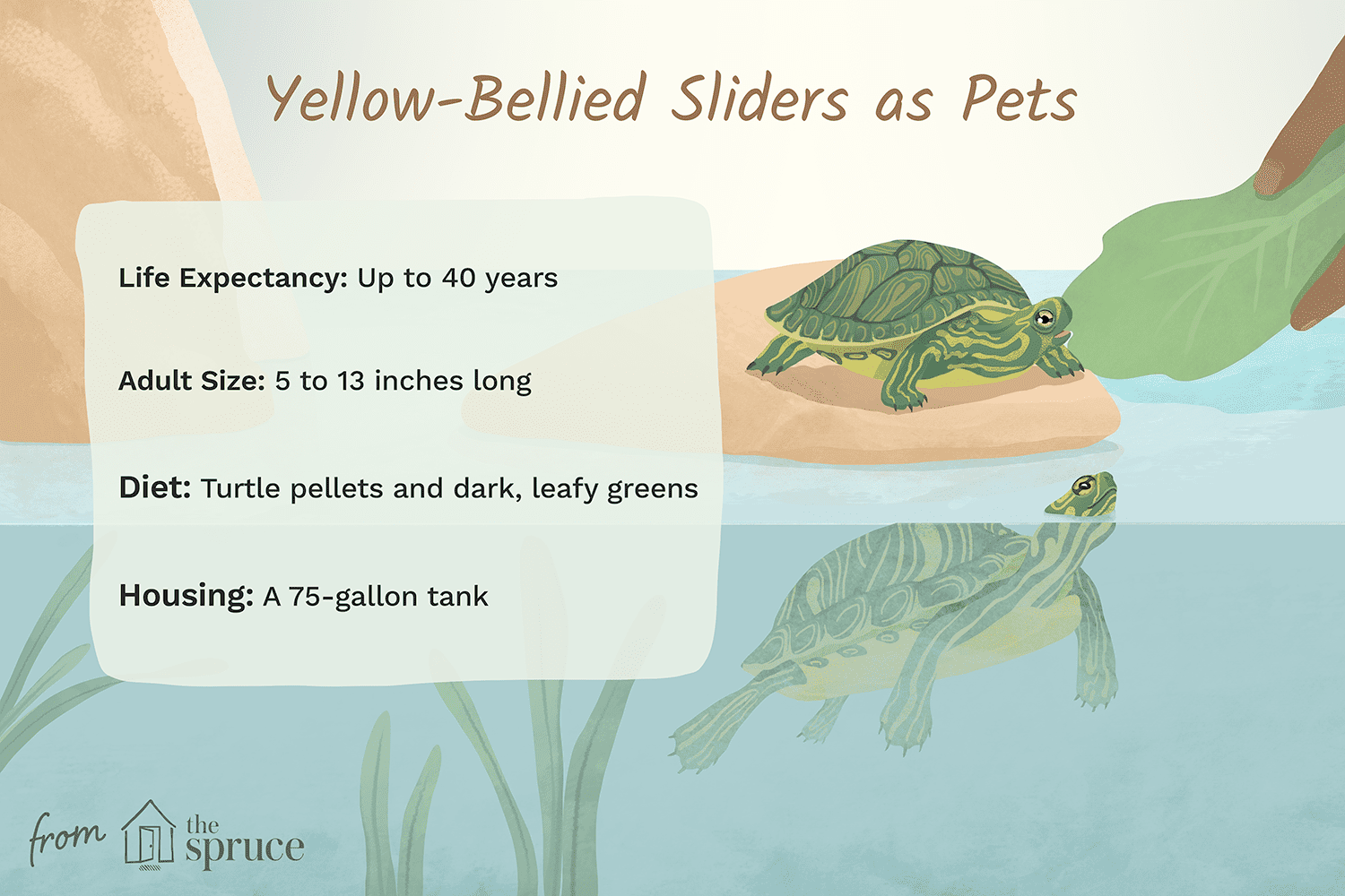 Yellow-Bellied Slider:Species Profile
