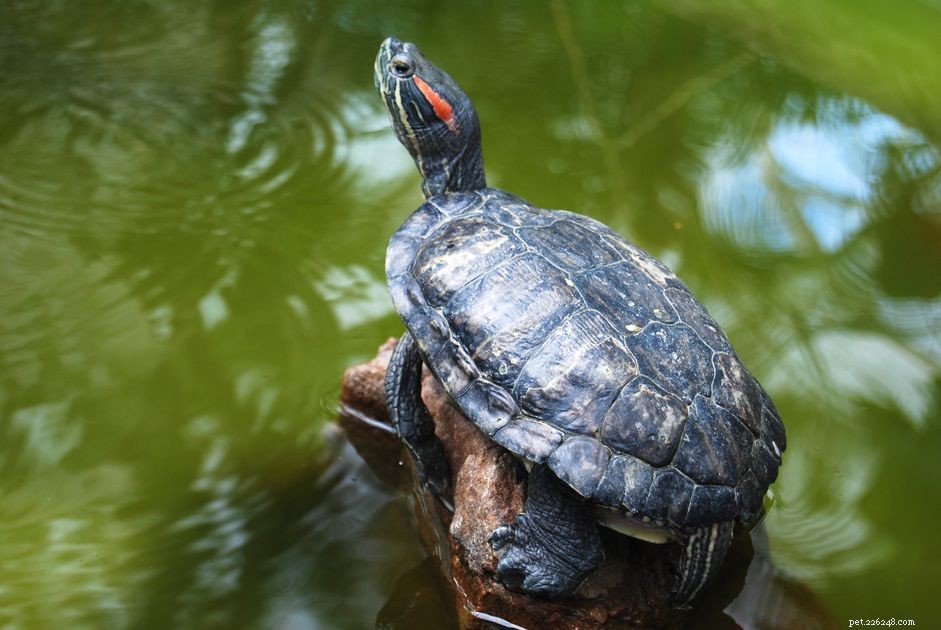 Que dois-je nourrir ma tortue à oreilles rouges ?
