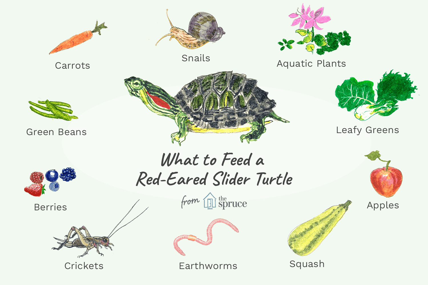 O que devo alimentar minha tartaruga de orelhas vermelhas?