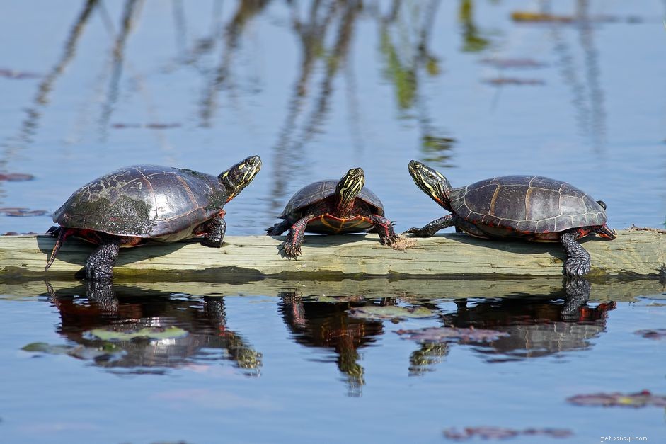 Geschilderde schildpadden als huisdier