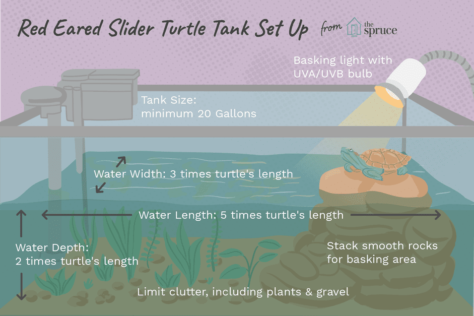 Comment installer un réservoir pour une tortue à oreilles rouges