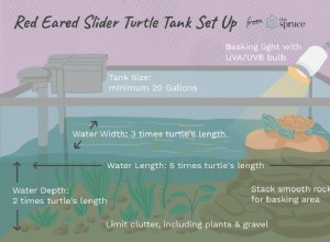 빨간귀 거북을 위한 수조 설치 방법