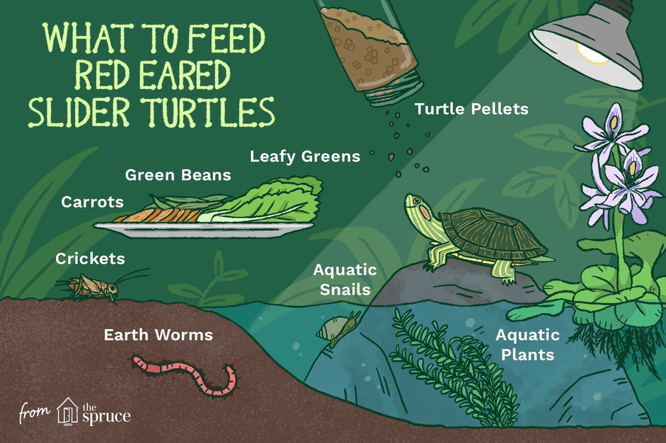 Vad äter sköldpaddor med röda öron?
