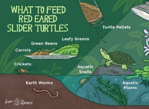 Vad äter sköldpaddor med röda öron?