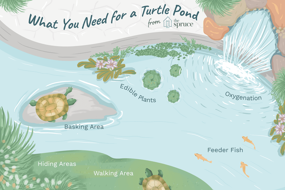 Tartarugas aquáticas de estimação e lagos ao ar livre