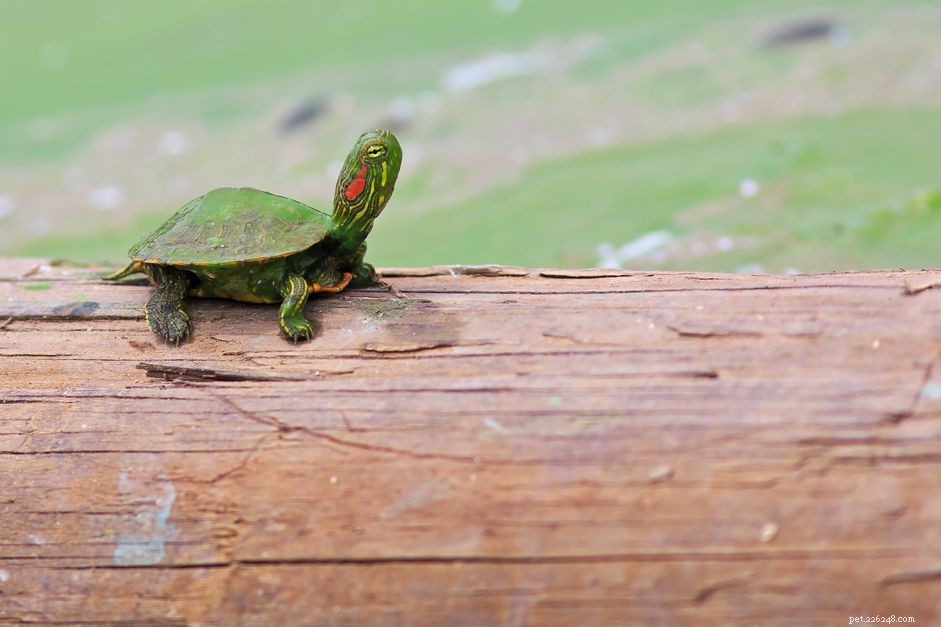 Красноухая ползунковая черепаха:профиль вида