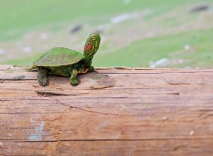 Красноухая ползунковая черепаха:профиль вида