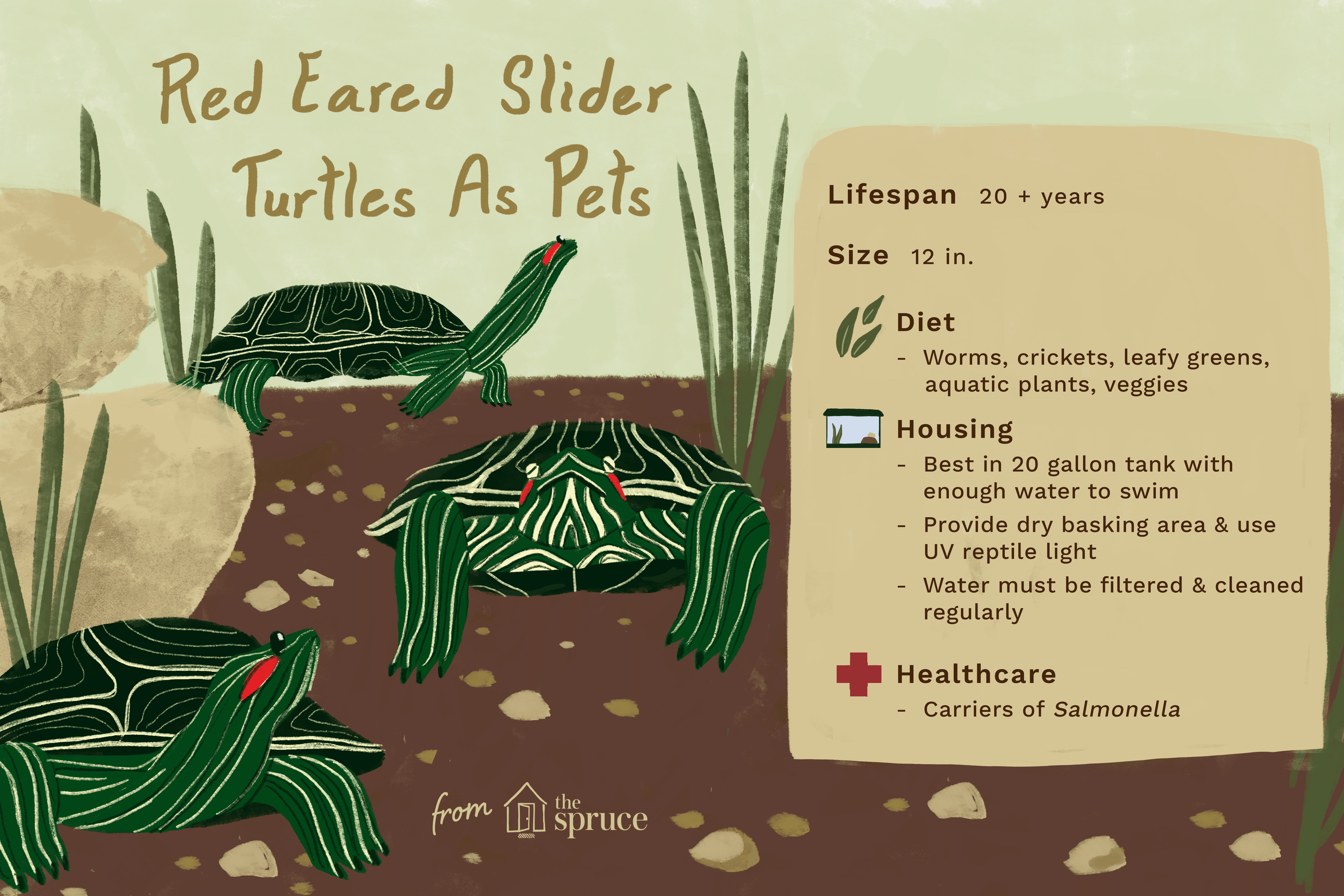 Posuvná želva rudoušá:Profil druhu