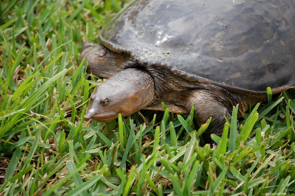 Мягкопанцирная черепаха:профиль вида