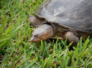 Softshellová želva:Profil druhu