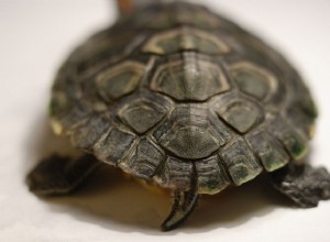 Hur man berättar könet på en sköldpadda