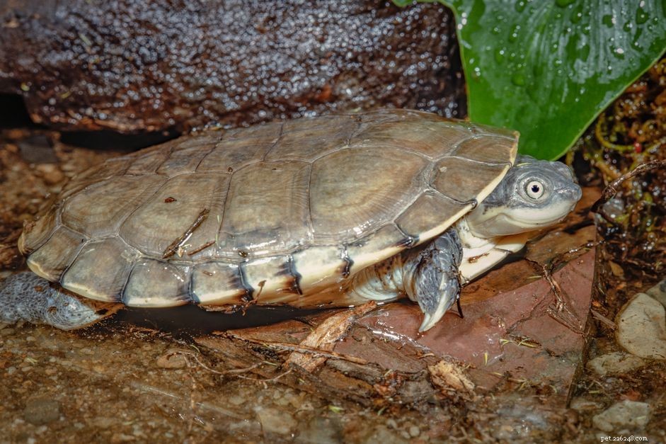Африканская боковая черепаха:профиль вида