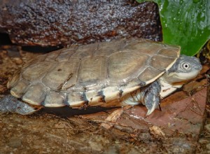 Africká želva boční:Profil druhu