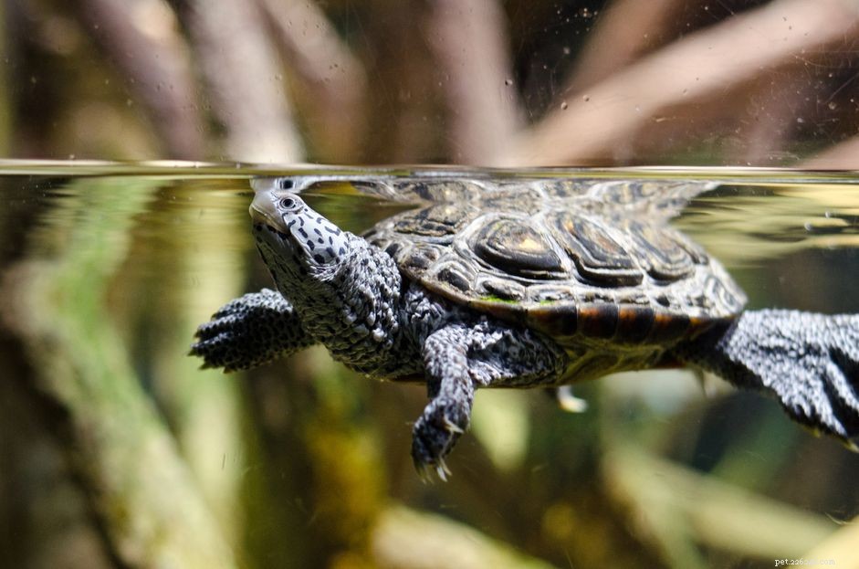 거북이 탱크의 물이 녹색으로 변하는 이유는 무엇입니까?