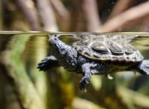 Varför blir vattnet i min sköldpaddstank grönt?