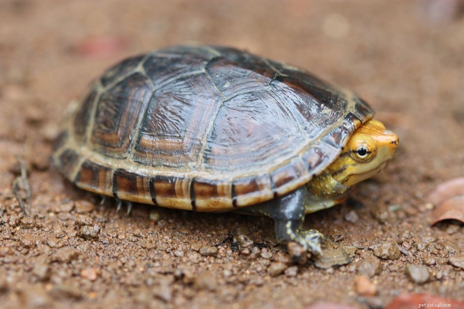 Profilo delle specie di tartarughe di fango