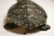 Perfil da espécie de tartaruga de água doce