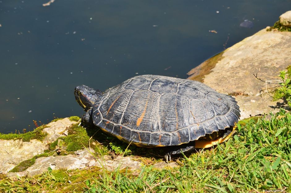 Hoe u zonnebaden voor uw roodwangschildpad aanmoedigt
