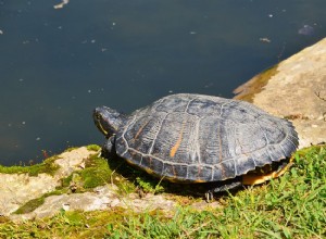 Как поощрять красноухую черепаху греться