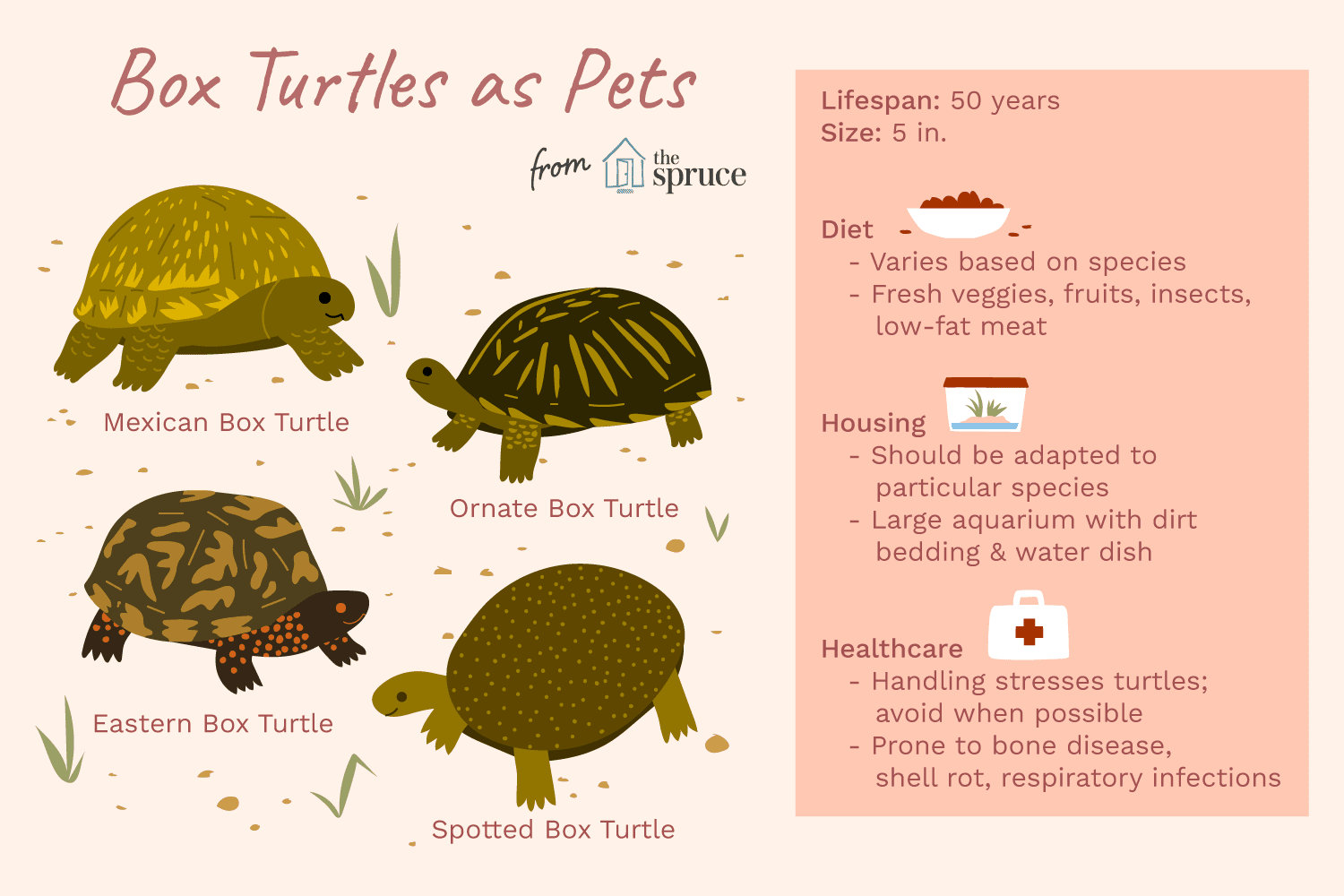 Common Box Turtle:Soortenprofiel