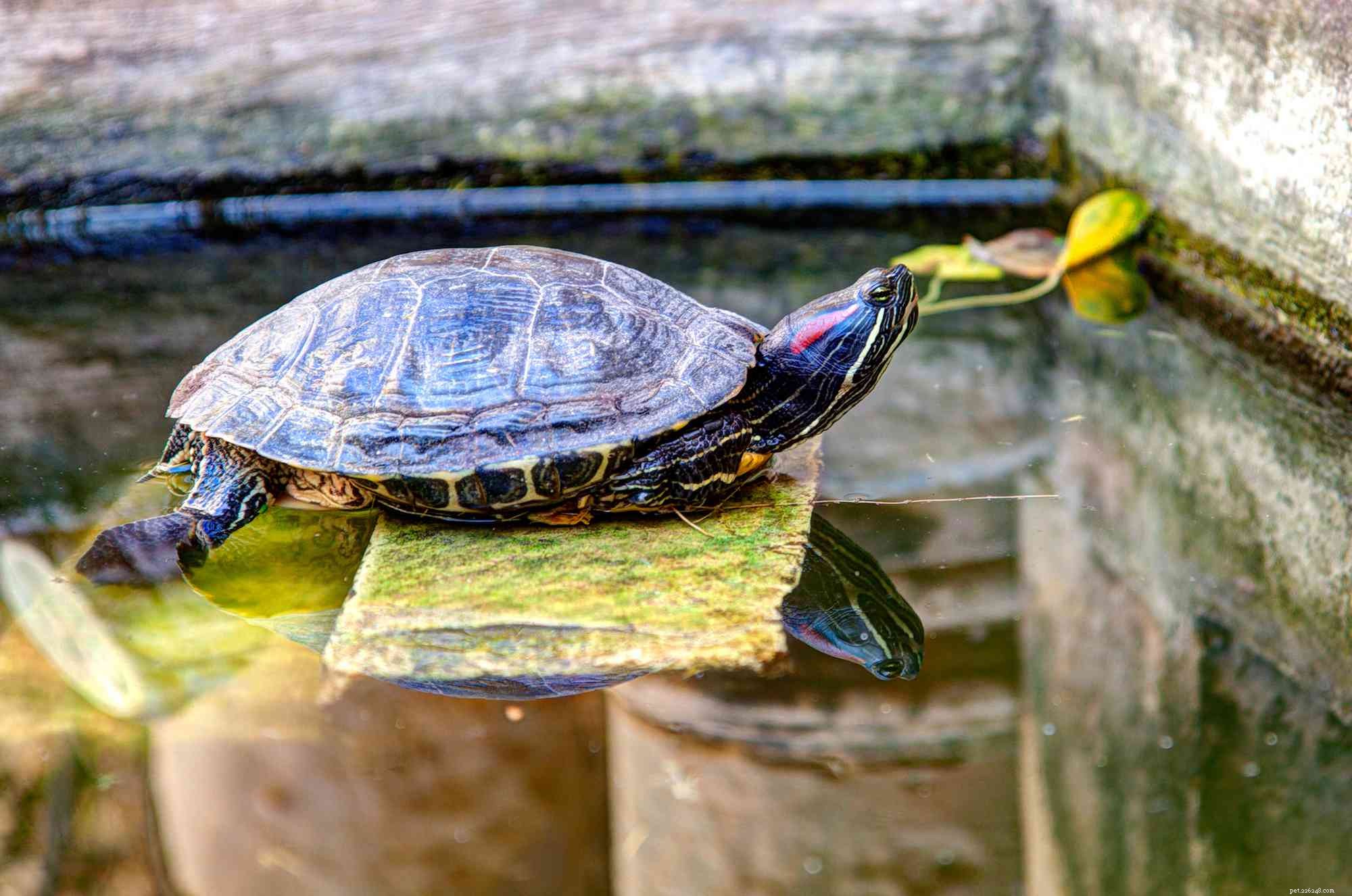 Hoe u zonnebaden voor uw roodwangschildpad aanmoedigt