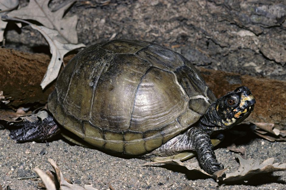 Tre-tåig boxsköldpaddas profil