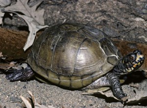 Профиль вида трехпалой коробчатой ​​черепахи