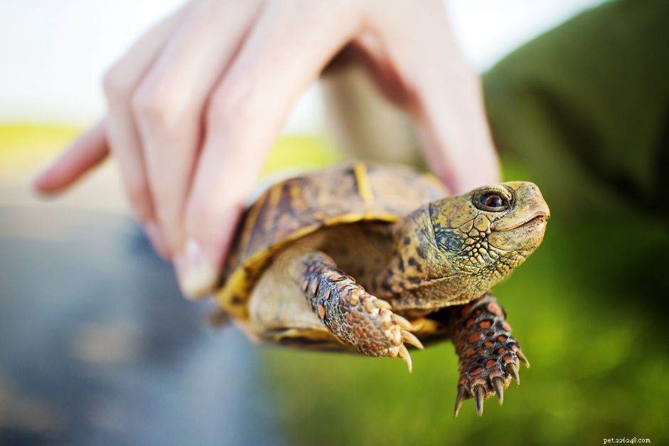 Common Box Turtle:Soortenprofiel