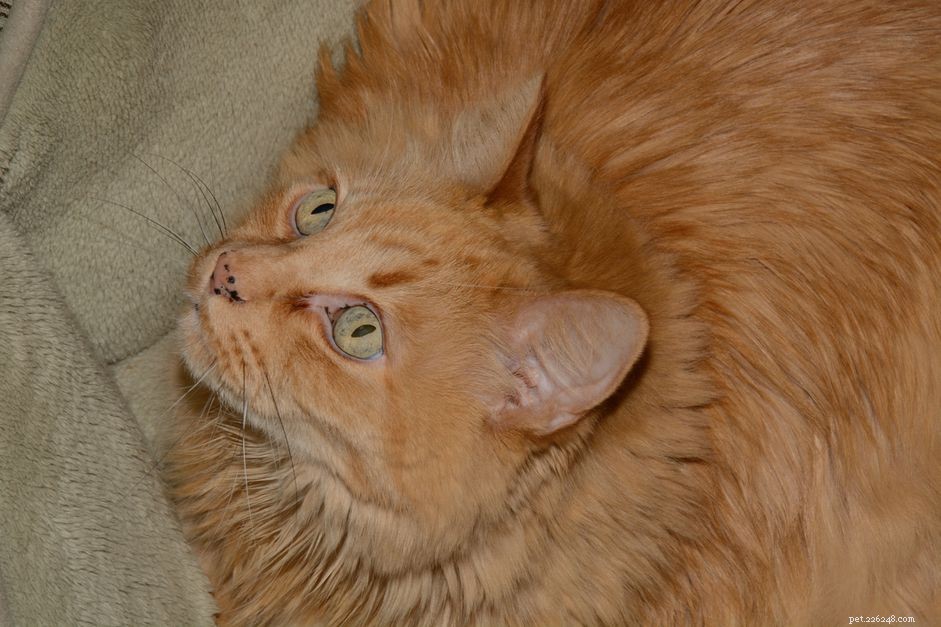 주황색 고양이 입과 코의 검은 반점은 무엇입니까?
